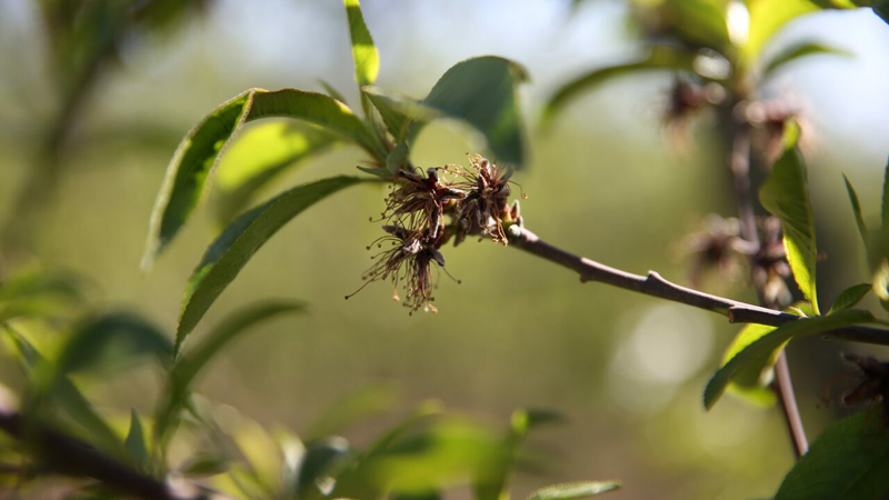 Bursa Valiliğinden uyarı var! Valilik, kuvvetli zirai don