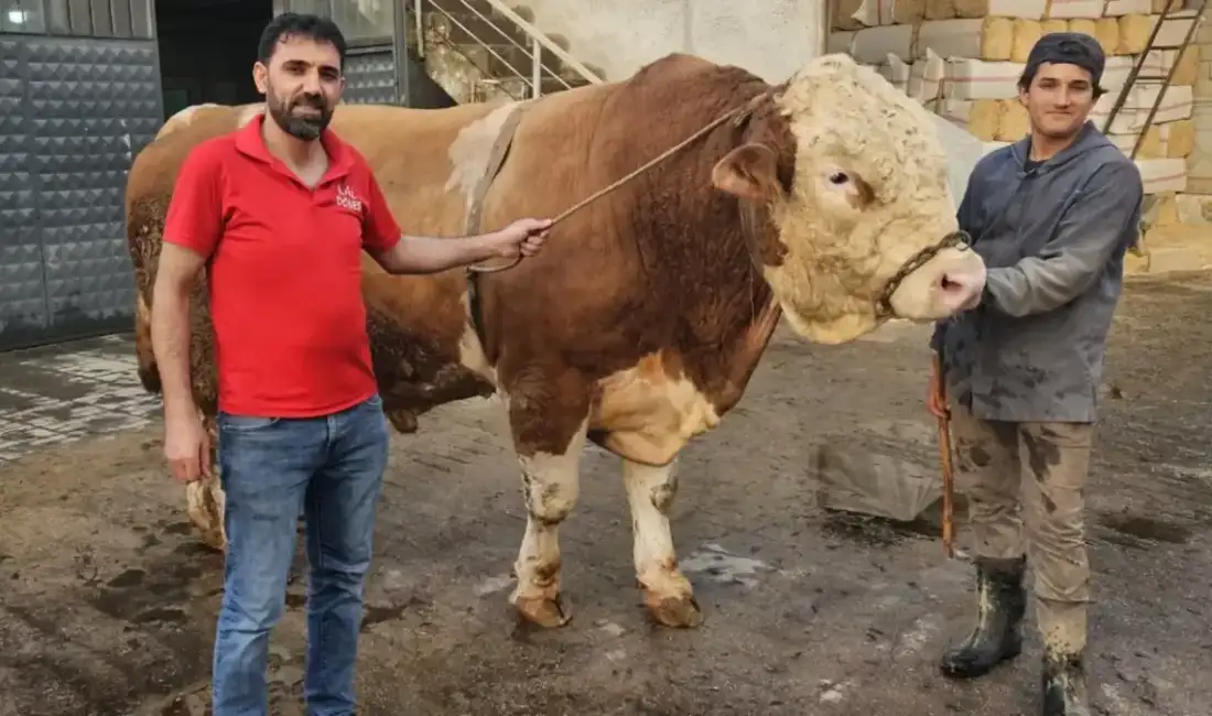 Ağrı'nın Patnos ilçesinde 1
