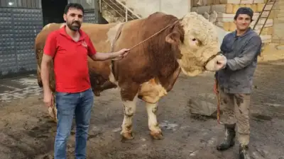 Ağrı'nın Patnos ilçesinde 1 ton