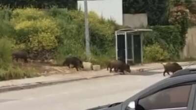 Bursa'da aç kalan domuz