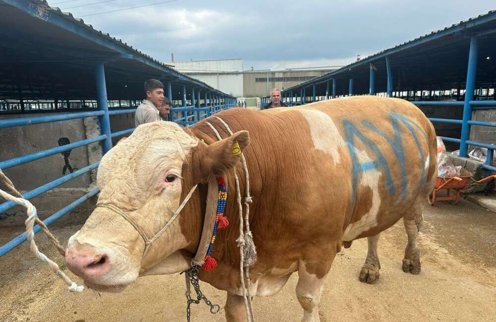Bursa’da kurban alıcılarının gözdesi belli oldu Bursa’nın Yıldırım ilçesinde kurulan