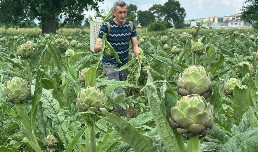 Bursa Hasanağa Enginarı tarlada 50 TL’den alıcı buluyor Bursa'nın Nilüfer ilçesine bağlı