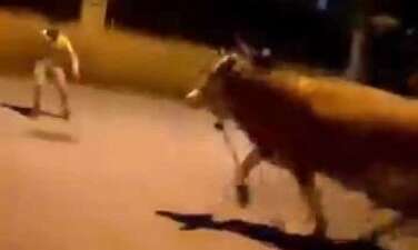 Bursa’da kaçan bir dana mahallede