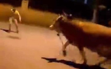 Bursa’da kaçan bir dana