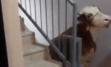  Bursa'da bir kişinin çatıda