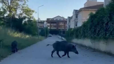 Nilüfer Odunluk Mahallesi’nde aç kalan
