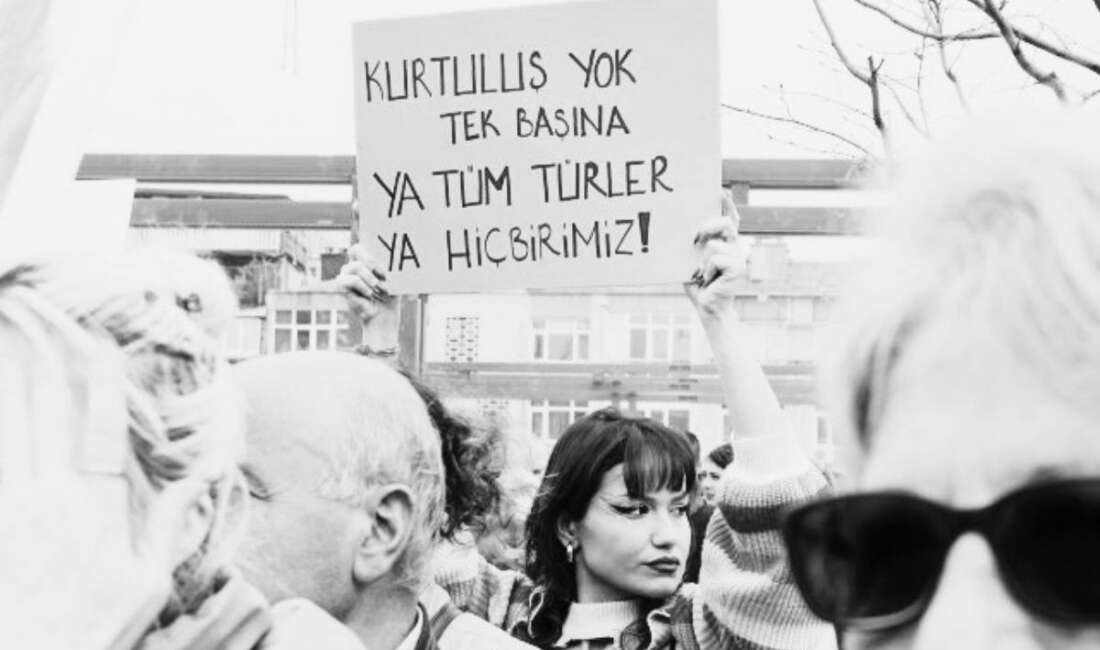 İzmir’in Buca ilçesinde 33 kedinin