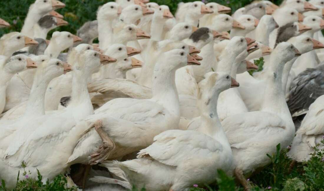 Yerli kazlardan biyolojik destek Tarım ve Orman Bakanlığı
