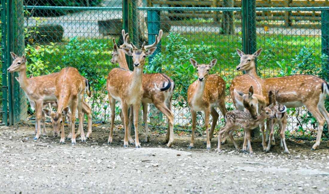 Bursa’da alageyik ailesi genişliyor; Çocukların ilgi odağı oldular… Bursa Büyükşehir Belediyesi Hayvanat
