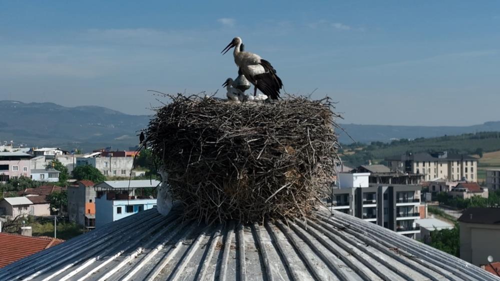 Bursa'da caminin kubbesine yuva