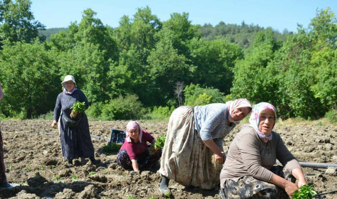 162 yıldır aynı “Ata Tohumu” ile ekiyorlar Bilecik merkeze bağlı Çukurören