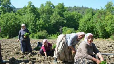 Bilecik merkeze bağlı Çukurören köyünde