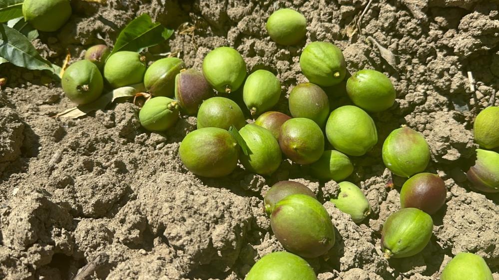 Bursa’da çiftçinin tekleme mesaisi uzun sürdü! Türkiye'nin şeftali ve nektarin