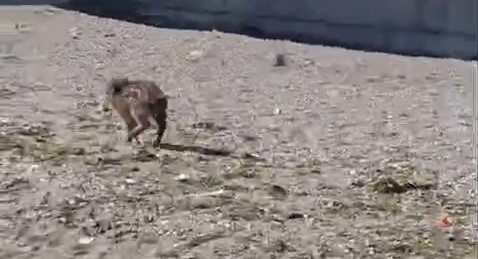 Aç kalan domuzlar Mudanya sahile indi! Bursa'nın Mudanya ilçesinde sahil