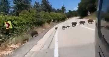 Bursa'da yiyecek bulmakta zorlandığı değerlendirilen