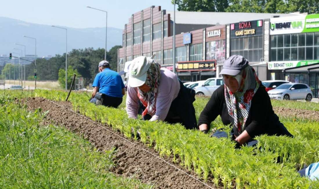 Osmangazi Belediyesi, ilçe genelinde