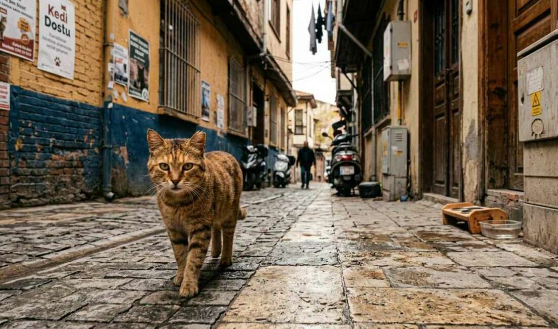 Kedi Sevgisi Neden Bu Kadar Özel? 2026 Yılı Kedilerin İnsan Ruhuna Dokunan Eşsiz Dünyası