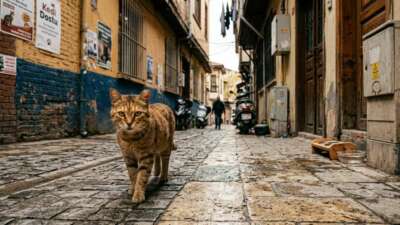 Kedi sevgisi neden bu kadar