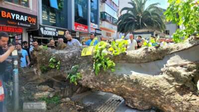 Bursa’nın Orhangazi ilçesinde tarihi çınar
