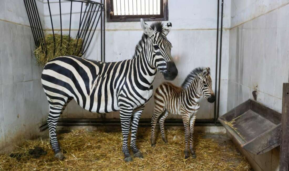 Bursa Hayvanat Bahçesi’nin en sevimli üyesi Türkiye’nin en büyük zebra