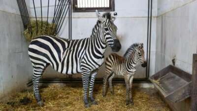 Türkiye’nin en büyük zebra sürüsüne