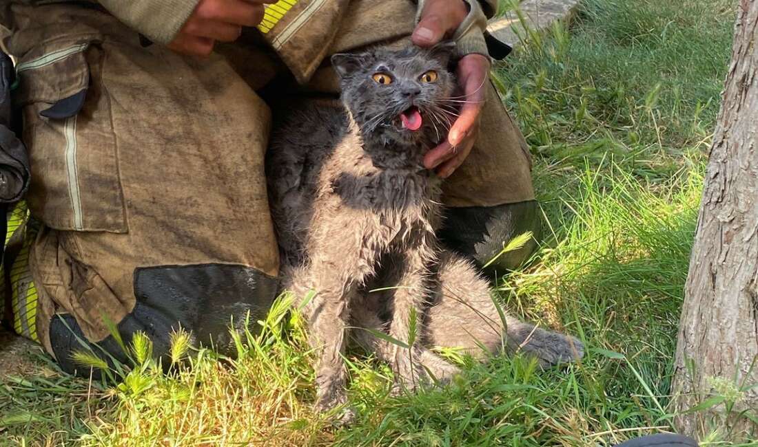 Bursa’da mucize kurtuluş! Anne kedi ve 2 yavruya hayat kurtaran müdahale Bursa'nın İnegöl ilçesinde 5