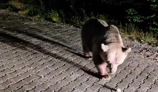 Uludağ’da görülen iri ayı dikkat çekti Bursa'da, Uludağ'ın Sarıalan bölgesine