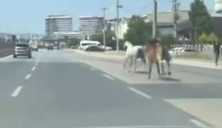 Bursa trafiğinde başıboş at kabusu! Bursa'da ana yola çıkan