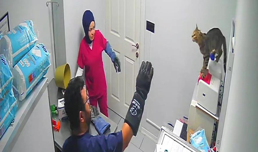 Bursa'nın Orhangazi ilçesinde kısırlaştırma
