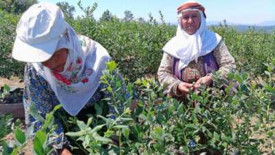 Bilecik'te yüzde 50 hibe desteğiyle