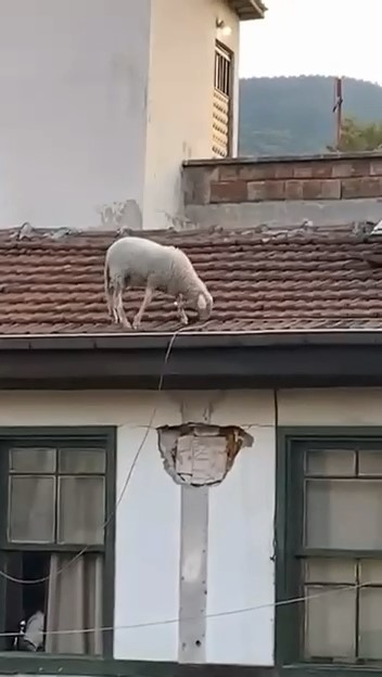 Bursa'da bir kahvehanede oyun