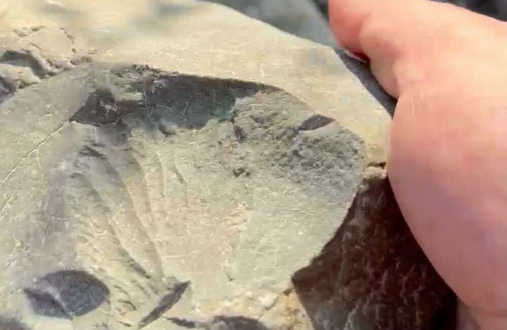 İznik Gölü kıyısında 70 milyon yıllık fosil bulundu TMMOB Jeoloji Mühendisleri Odası