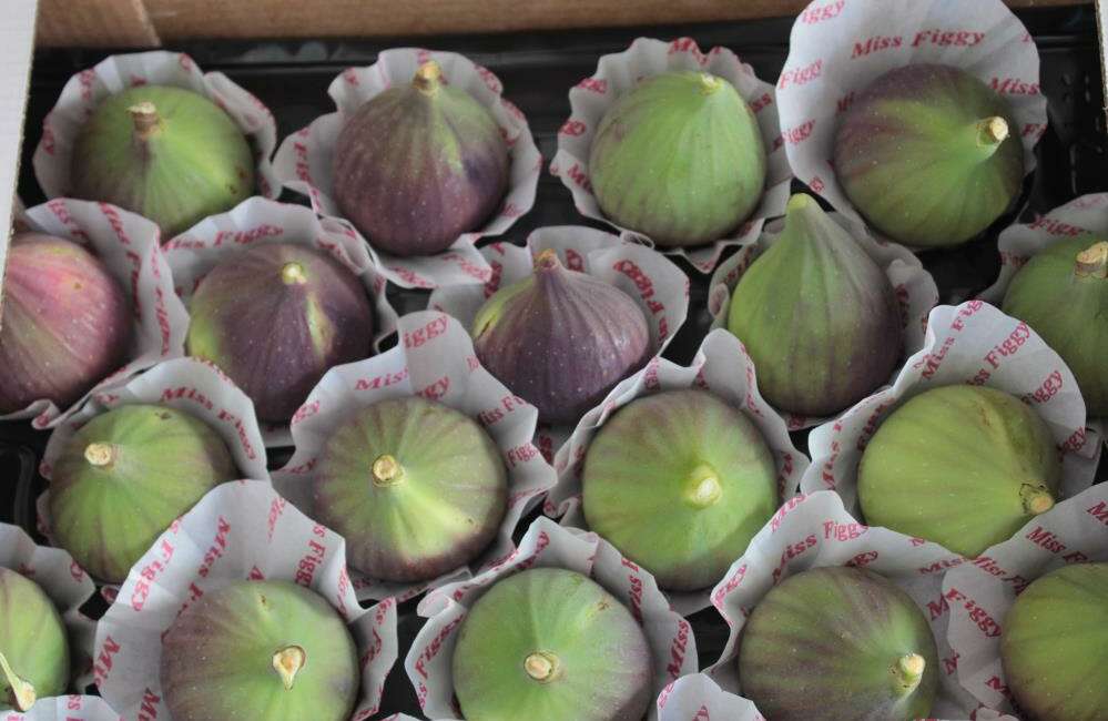 “Bursa siyahı” incirinde hasat sezonu başladı ancak üretici kaygılı! Bursa’ya özgü dünyaca ünlü