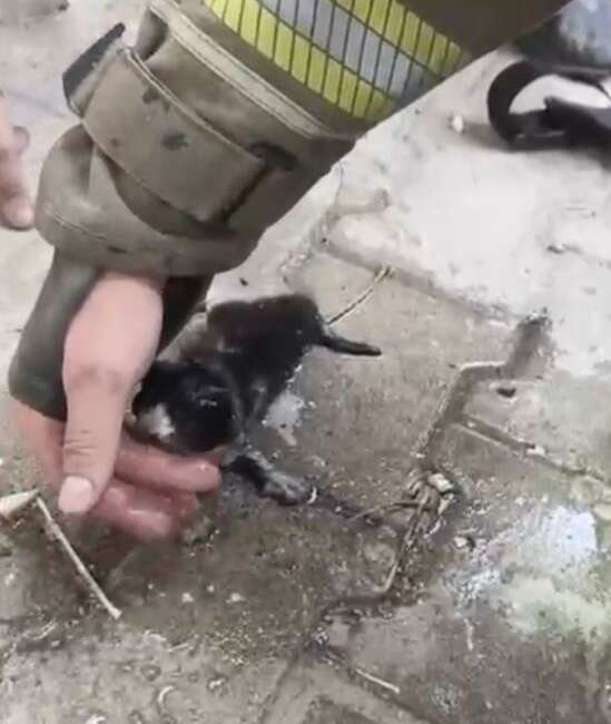Bursa’da yavru kedi bakın nasıl hayata döndürüldü! Bursa’nın Osmangazi ilçesinde bir