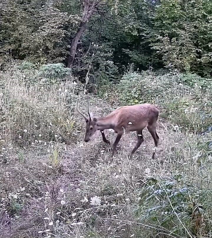 İnegöl kırsalında 3 ayı, 2 kızıl geyik ve yaban domuzu görüntülendi