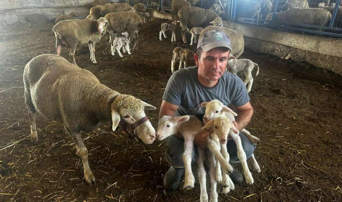Milyonluk koç “Şampiyon” ilk yavrularını verdi: Üçüz erkek kuzular dünyaya geldi Balıkesir’in Bandırma ilçesinde düzenlenen