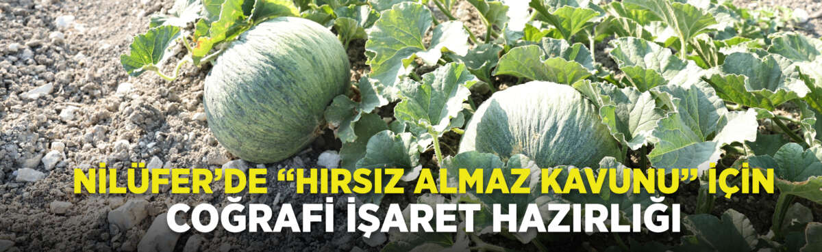 Başkan Şadi Özdemir, “Bu kavun