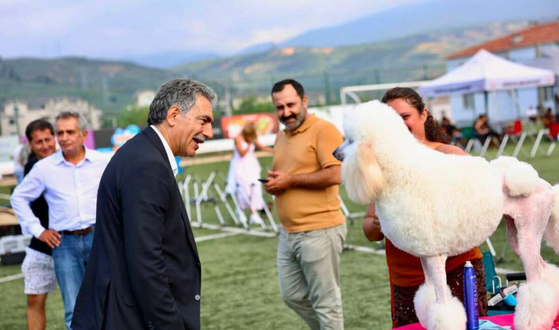 Bursa Gemlik’te 200 köpek dereceye girmek için yarıştı Gemlik Belediyesi ve Köpek