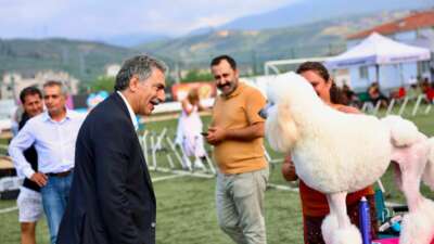 Gemlik Belediyesi ve Köpek Irkları