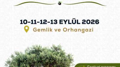 Gemlik ve Orhangazi’nin bereketli zeytin