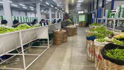 Bursa'nın dünyaca ünlü siyah inciri