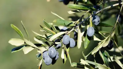 Gemlik ve Orhangazi’nin bereketli zeytin