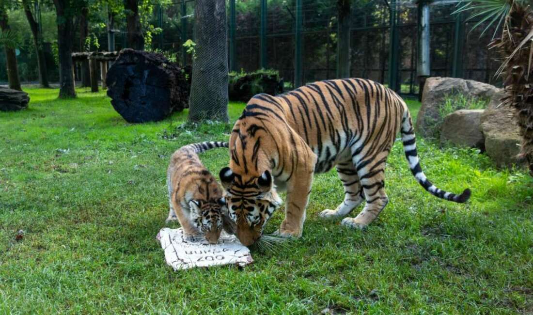Türkiye’de doğan tek Amur kaplanı Bursa’da! at Bahçesi’nde 100 gün