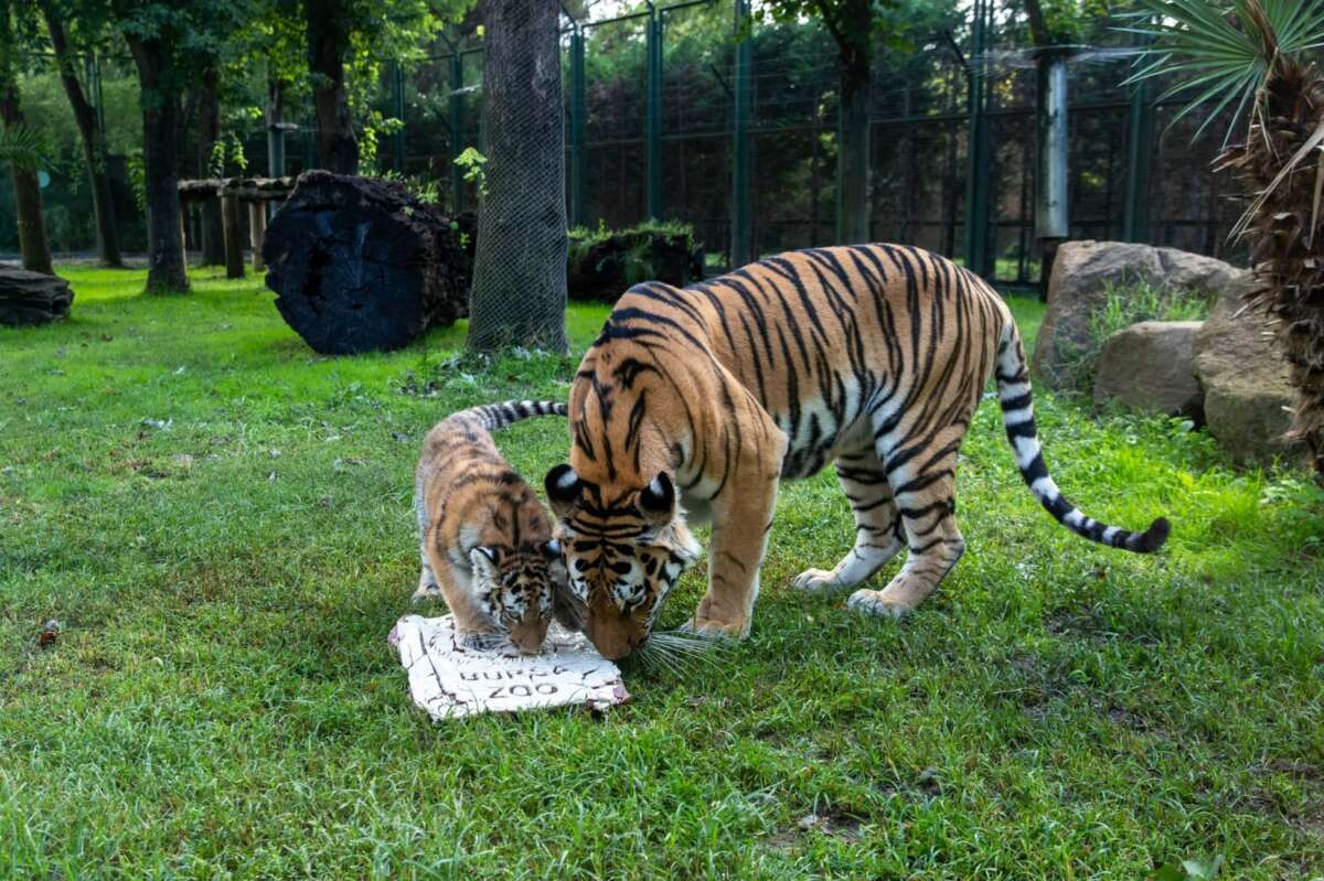 Türkiye’de doğan tek Amur kaplanı Bursa’da!