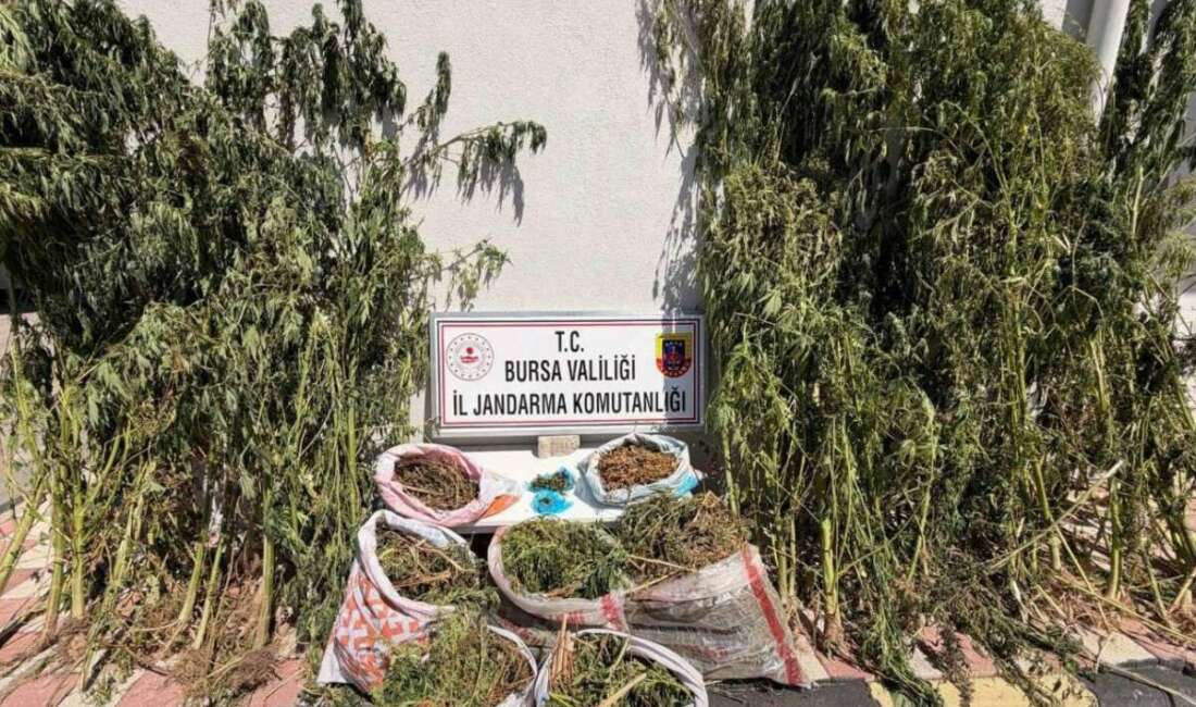 Bursa’da uyuşturucu operasyonu: 22 kilo 675 gram esrar ele geçirildi Bursa’nın Karacabey ilçesinde jandarma