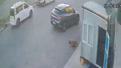 Afyonkarahisar'da bir sürücünün sokak köpeğine
