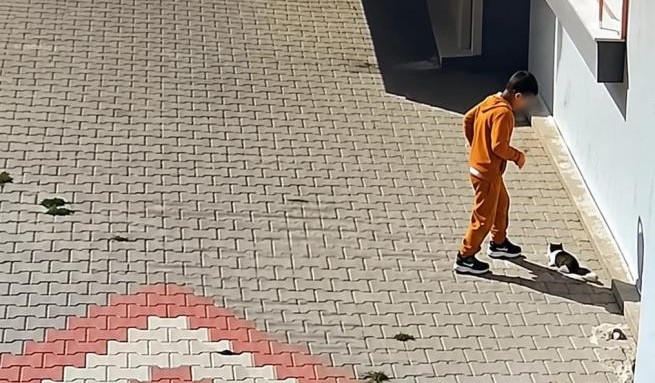Kediye işkence iddiası tepki çekti Balıkesir'in Bandırma ilçesinde bir