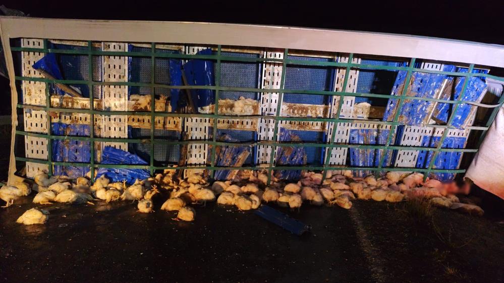 Yozgat'ın Sarıkaya ilçesinde tavuk