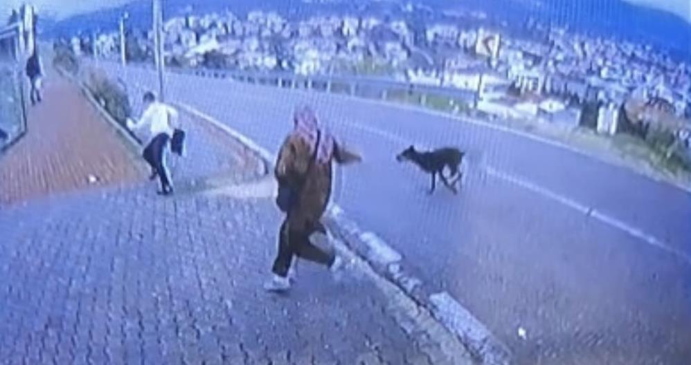 Bursa’da köpek dehşeti; 11 yaşındaki çocuk bacağını kırdı Bursa'nın Orhangazi ilçesinde durakta