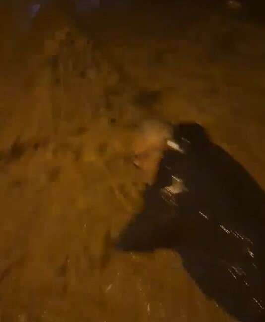 Armutlu’da sel sularına kapılan adamı böyle kurtardı Yalova’nın Armutlu ilçesinde etkili